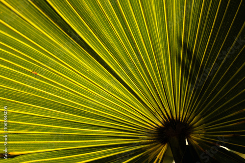 Palmettos backlit against Florida sunshine in Topsail Hill Preserve, Santa Rosa Beach, Florida