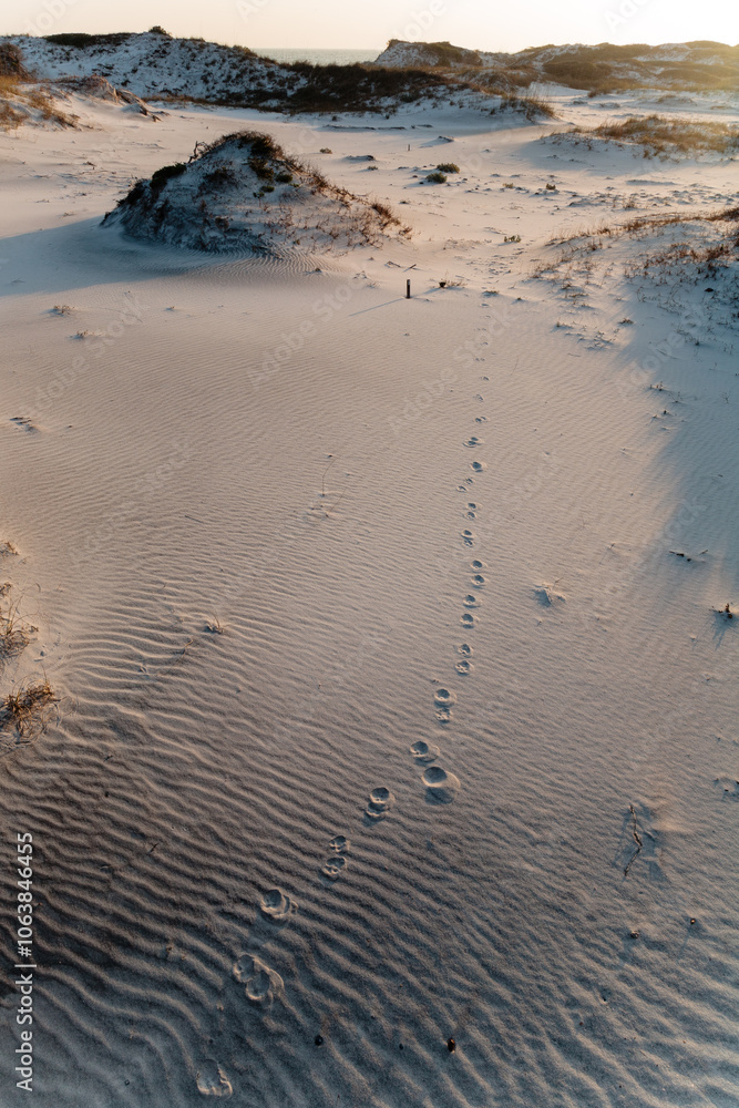 Animal tracks in Florida dunes in Topsail Hill Preserve, Santa Rosa Beach, Florida Animal tracks in Florida dunes in Topsail Hill Preserve, Santa Rosa Beach, Florida