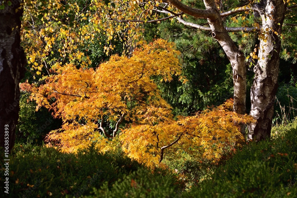 Fächer-Ahorn (Acer palmatum) im Kurpark Oberlaa im Herbst Fächer-Ahorn (Acer palmatum) im Kurpark Oberlaa im Herbst