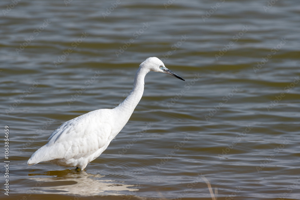 Little Egret (Egretta garzetta) hunting Little Egret (Egretta garzetta) hunting