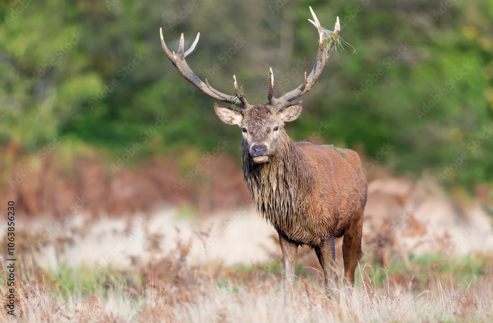 Naklejka premium Red deer stag standing with grass on antlers during the rut in autumn