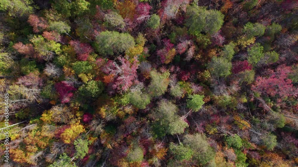 Aerial View Over Colorful Autumn Trees in Paris Mountain State Park South Carolina, United State Autumn Fall Foliage. Colorful Tree Leaves and Mountains in Rays of Morning Sun. Autumn Landscape Forest Aerial View Over Colorful Autumn Trees in Paris Mountain State Park South Carolina, United State Autumn Fall Foliage. Colorful Tree Leaves and Mountains in Rays of Morning Sun. Autumn Landscape Forest