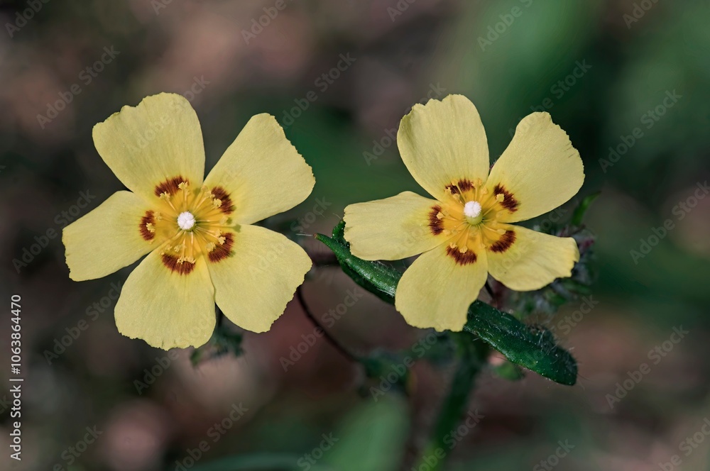 Obraz premium Tuberaria guttata, the spotted rock-rose or annual rock-rose, is an annual plant of the Mediterranean region, Crete