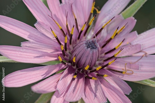 Purple salsify (Tragopogon porrifolius), Crete 