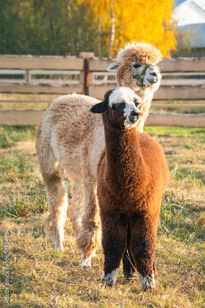 very beautiful calm and cute alpacas very beautiful calm and cute alpacas