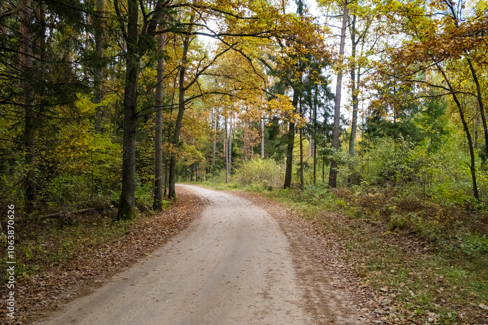 A path in the Białowieza Forest, with an autumn atmosphere A path in the Białowieza Forest, with an autumn atmosphere