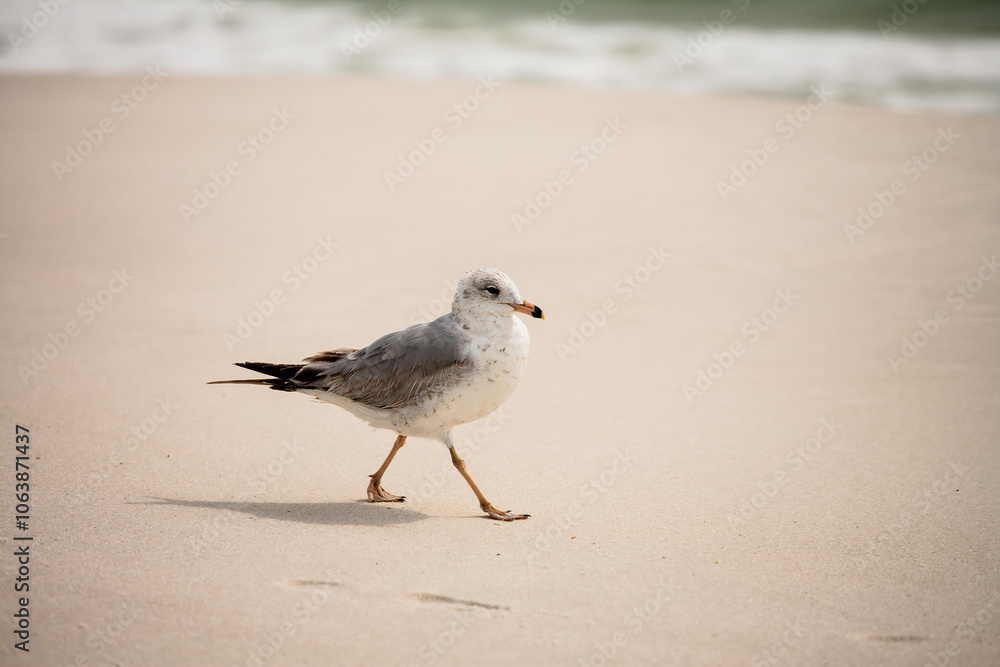 Ring-billed gull walks the Florida beach at Topsail Hill Preserve State Park, looking for any food the tourist may have left behind Ring-billed gull walks the Florida beach at Topsail Hill Preserve State Park, looking for any food the tourist may have left behind