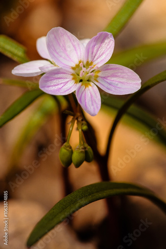 Spring Beauty wildflower within Pike Lake Unit, Kettle Moraine State Forest, Hartford, Wisconsin photo