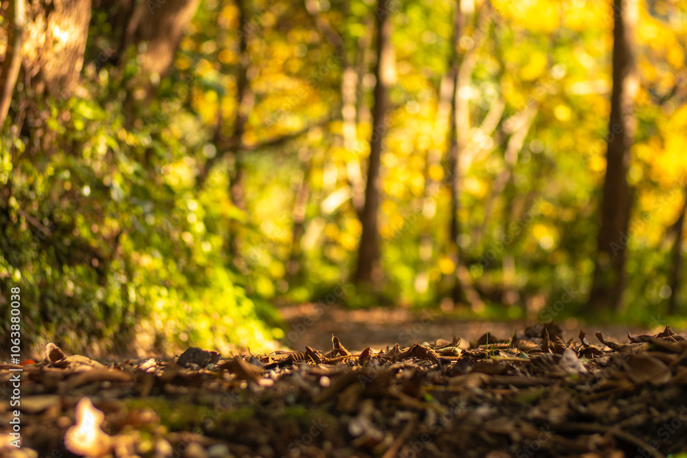 There are many colorful leaves scattered across the ground in the woods There are many colorful leaves scattered across the ground in the woods