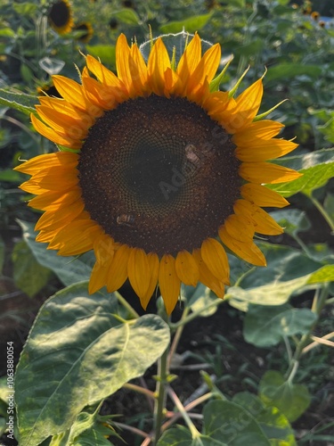 sunflower in the garden