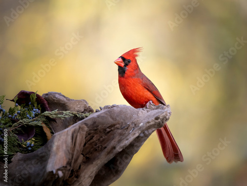 male cardinal with fall autumn in background