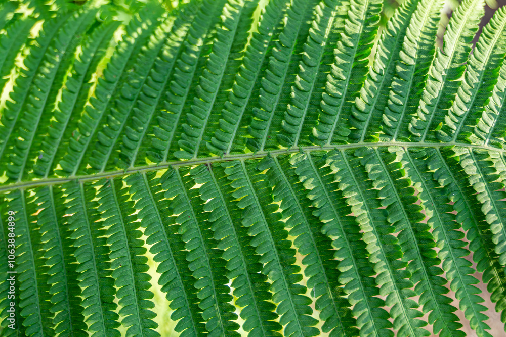 Detailed close-up of a big green fern leaf. Ideal for nature enthusiasts, botany projects, and eco-friendly designs. Capture the intricate beauty of a fern leaf for your creative visual needs. Detailed close-up of a big green fern leaf. Ideal for nature enthusiasts, botany projects, and eco-friendly designs. Capture the intricate beauty of a fern leaf for your creative visual needs.