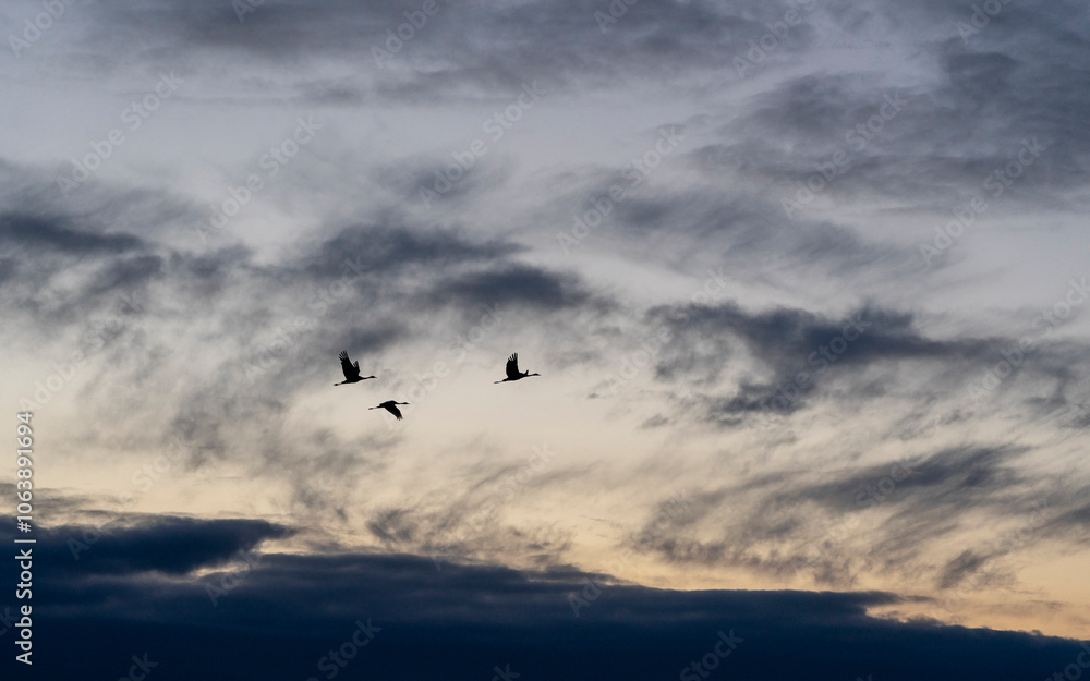 Flying crane birds. Warmia and Masuria region. Flying crane birds. Warmia and Masuria region.
