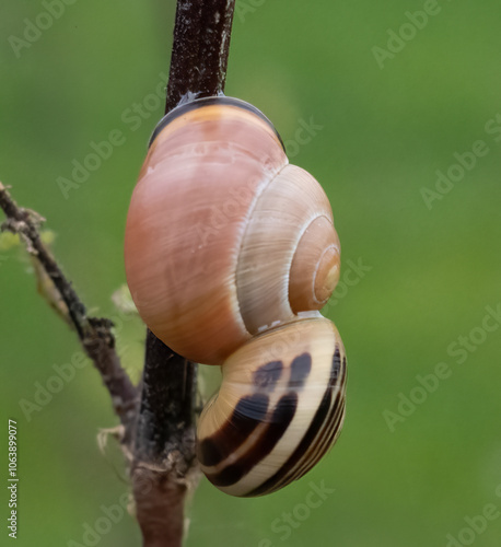 Zwei aufeinander klebende Schnecken an einem Zweig