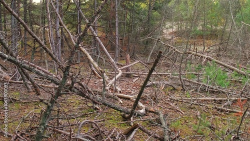 Spooky Forest with Withered Broken Trees Destroyed with Acid Rain and Natural Disaster photo