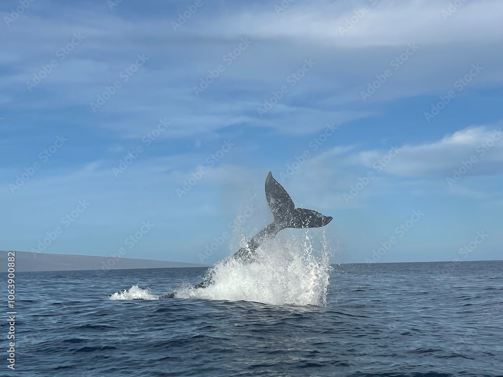 Fototapeta premium Whale Watching in Maui