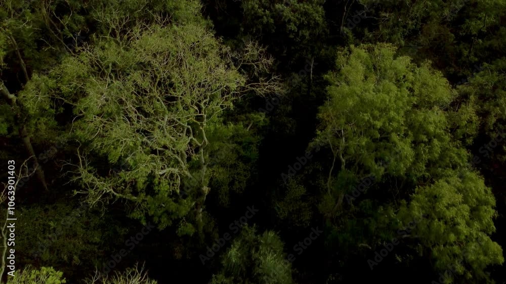 Beautiful forests woodland Aerial drone sunset in the woodland forest deciduous Alpine nature Beautiful forests woodland Aerial drone sunset in the woodland forest deciduous Alpine nature