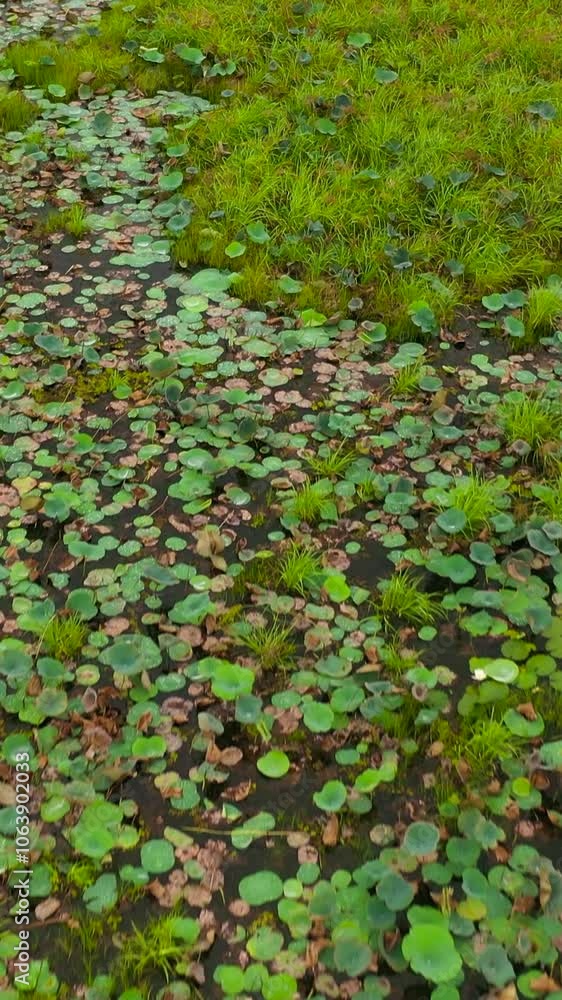 Top view of Wetlands, a swamp with sweats and aquatic vegetation in the national park. Sri Lanka. Top view of Wetlands, a swamp with sweats and aquatic vegetation in the national park. Sri Lanka.