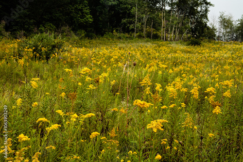 Goldenrod field with distant aspen trees within Pike Lake Unit, Kettle Moraine State Forest, Hartford, Wisconsin photo