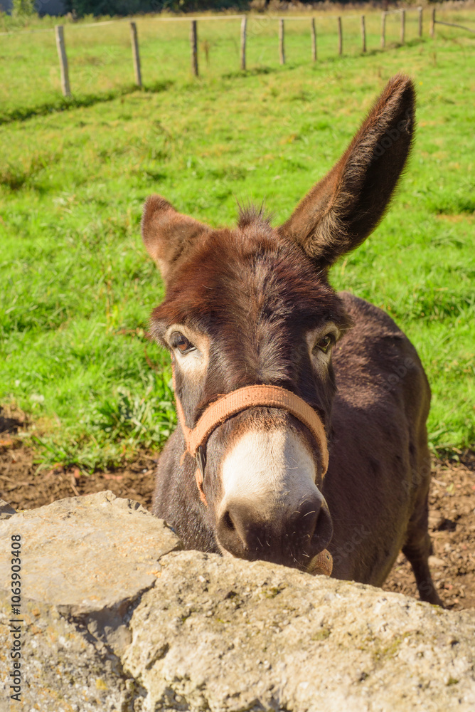 Fototapeta premium Burro en corral tras muro de piedra