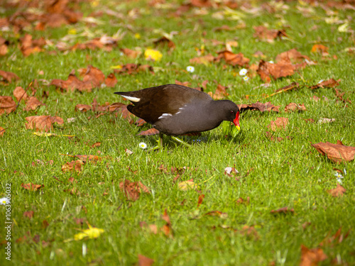 Ein Vogel auf einer mit Herbstlaub geschmückten Wiese