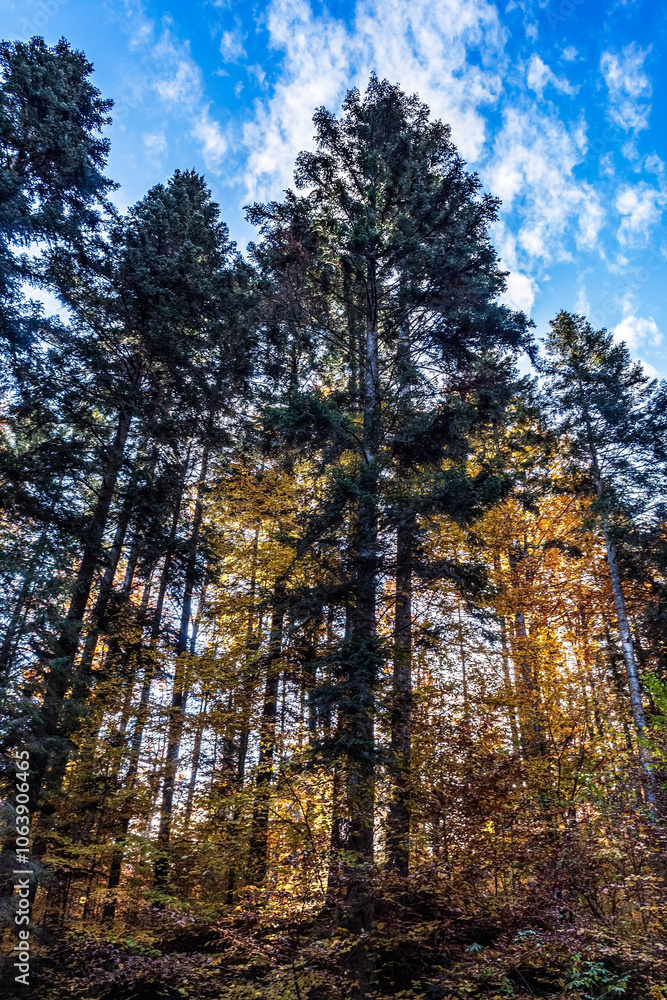 Landscapes - Forest - Europe, Romania, Suceava region Landscapes - Forest - Europe, Romania, Suceava region