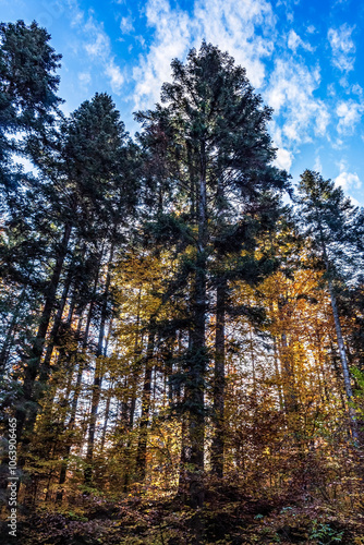 Landscapes - Forest - Europe, Romania, Suceava region