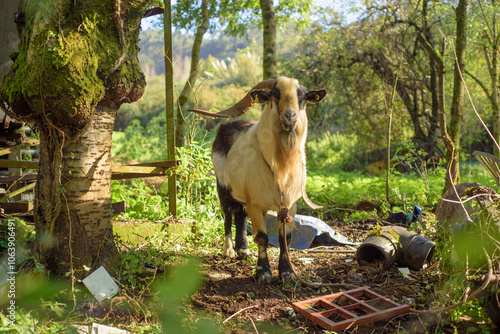 Cabra con cuernos y chivo en finca rural