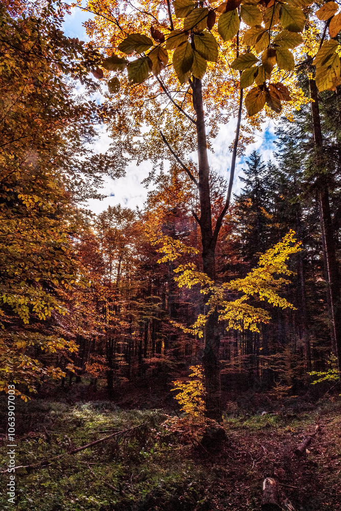Fototapeta premium Landscapes - Forest - Europe, Romania, Suceava region