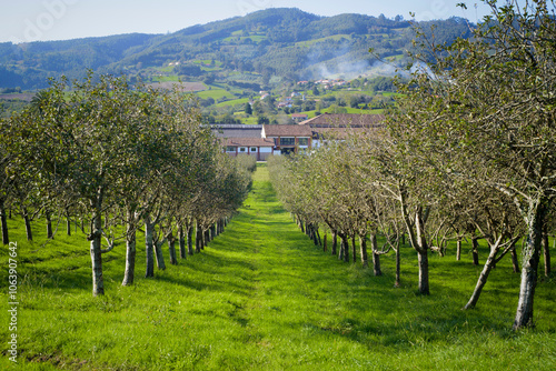 Carril entre mazanos en pomarada en Asturias
