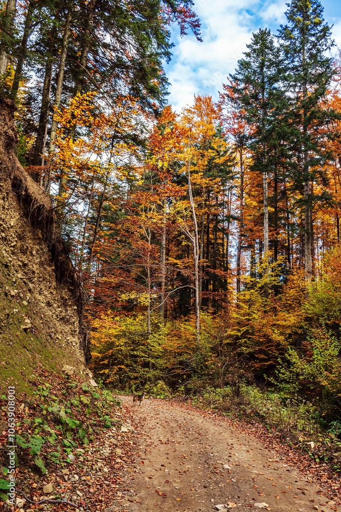Landscapes - Forest - Europe, Romania, Suceava region Landscapes - Forest - Europe, Romania, Suceava region
