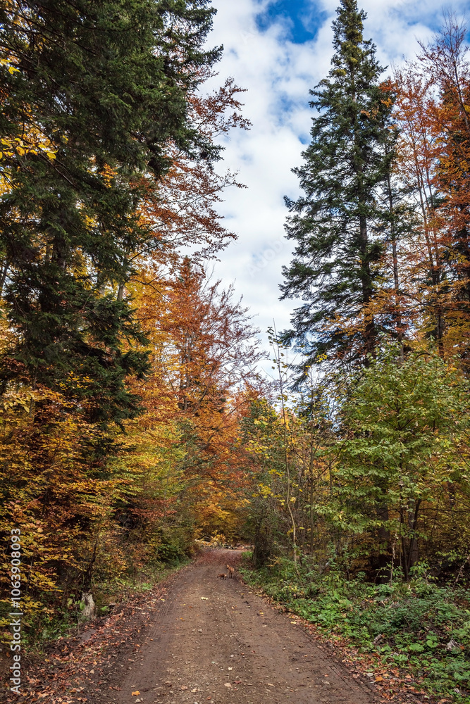 Landscapes - Forest - Europe, Romania, Suceava region Landscapes - Forest - Europe, Romania, Suceava region
