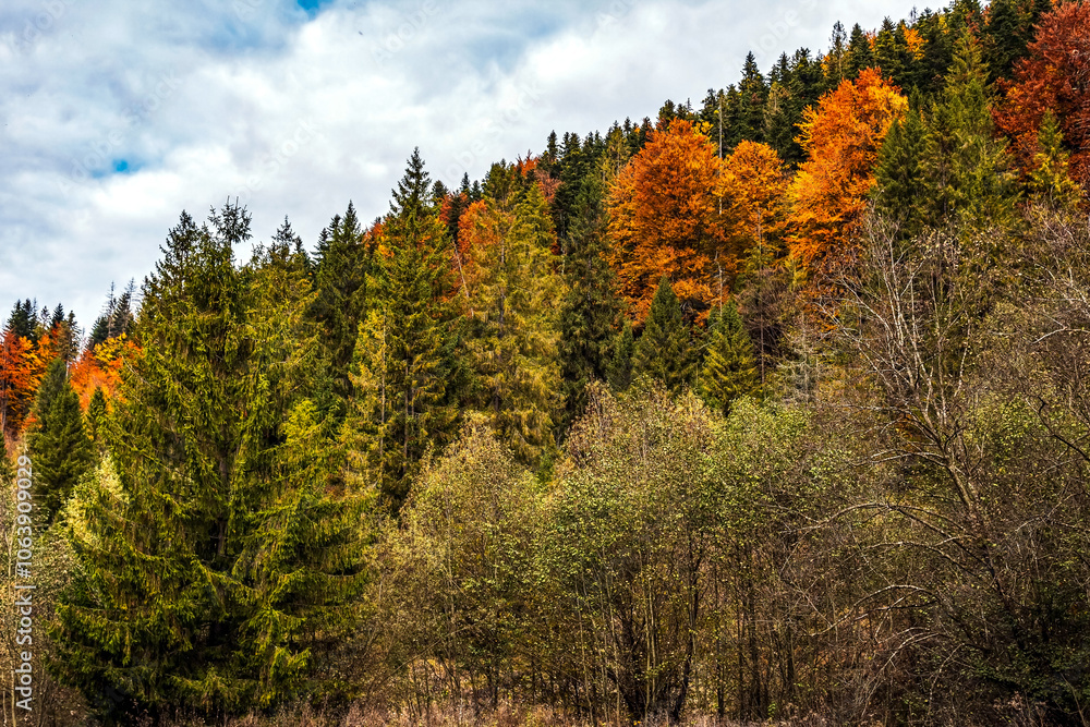 Landscapes - Forest - Europe, Romania, Suceava region Landscapes - Forest - Europe, Romania, Suceava region
