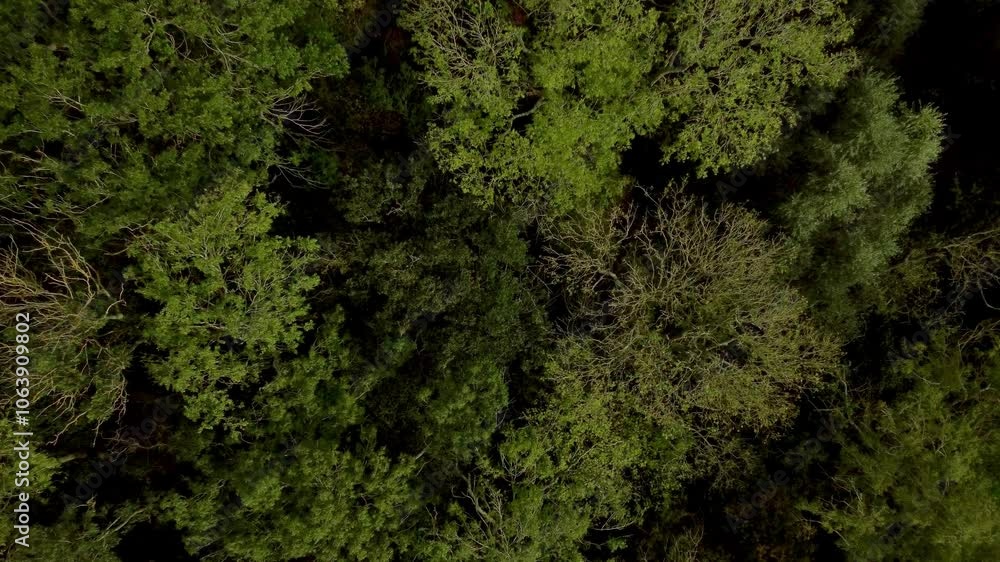 Beautiful forests woodland Aerial drone sunset in the woodland forest deciduous Alpine nature Beautiful forests woodland Aerial drone sunset in the woodland forest deciduous Alpine nature