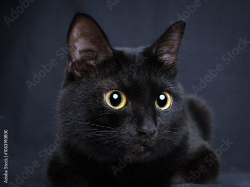 Close-up portrait young Bombay tomcat