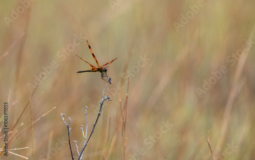 Wallpaper Mural Flying Dragonfly Captured in Motion Torontodigital.ca