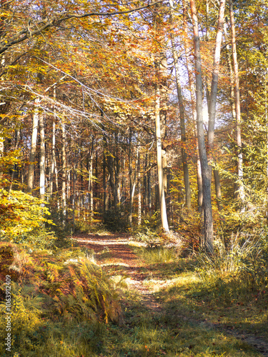 Waldweg durch einen Herbstwald im Sonnenlicht