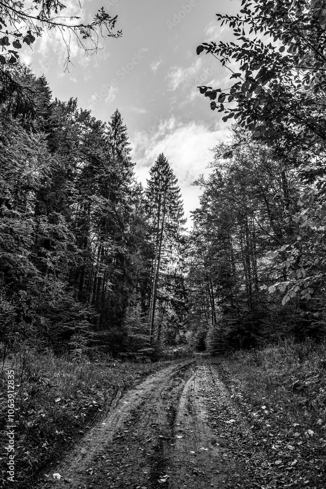 Landscapes - Forest - Europe, Romania, Suceava region Landscapes - Forest - Europe, Romania, Suceava region