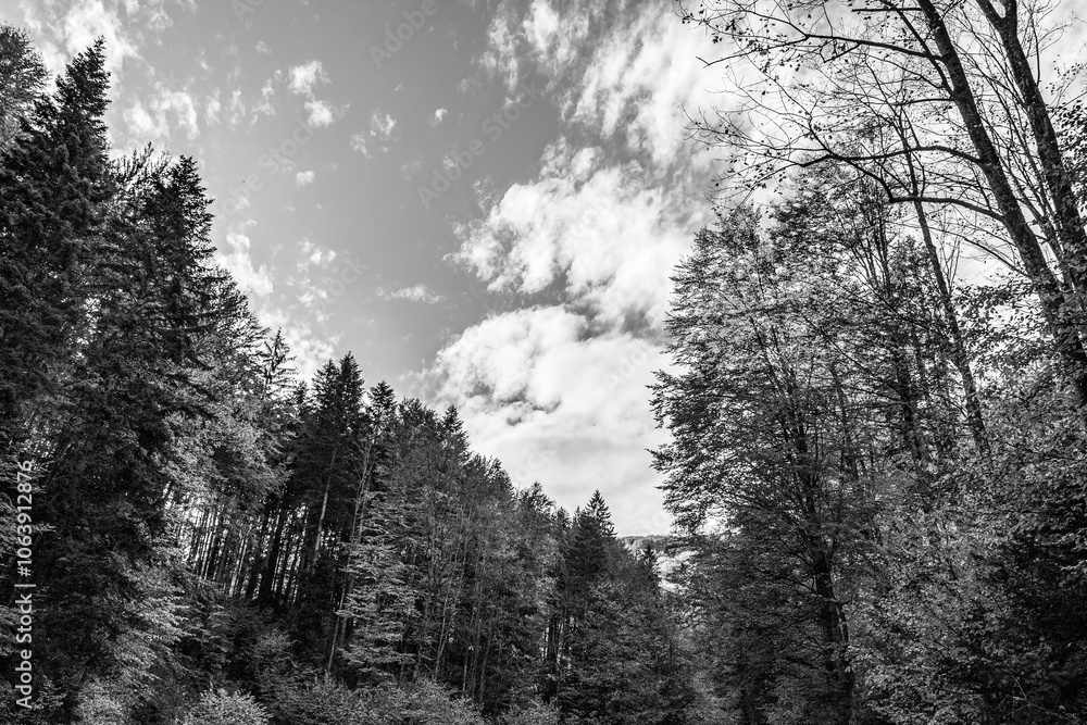 Landscapes - Forest - Europe, Romania, Suceava region Landscapes - Forest - Europe, Romania, Suceava region