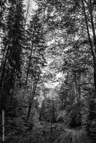 Wallpaper Mural Landscapes - Forest - Europe, Romania, Suceava region Torontodigital.ca