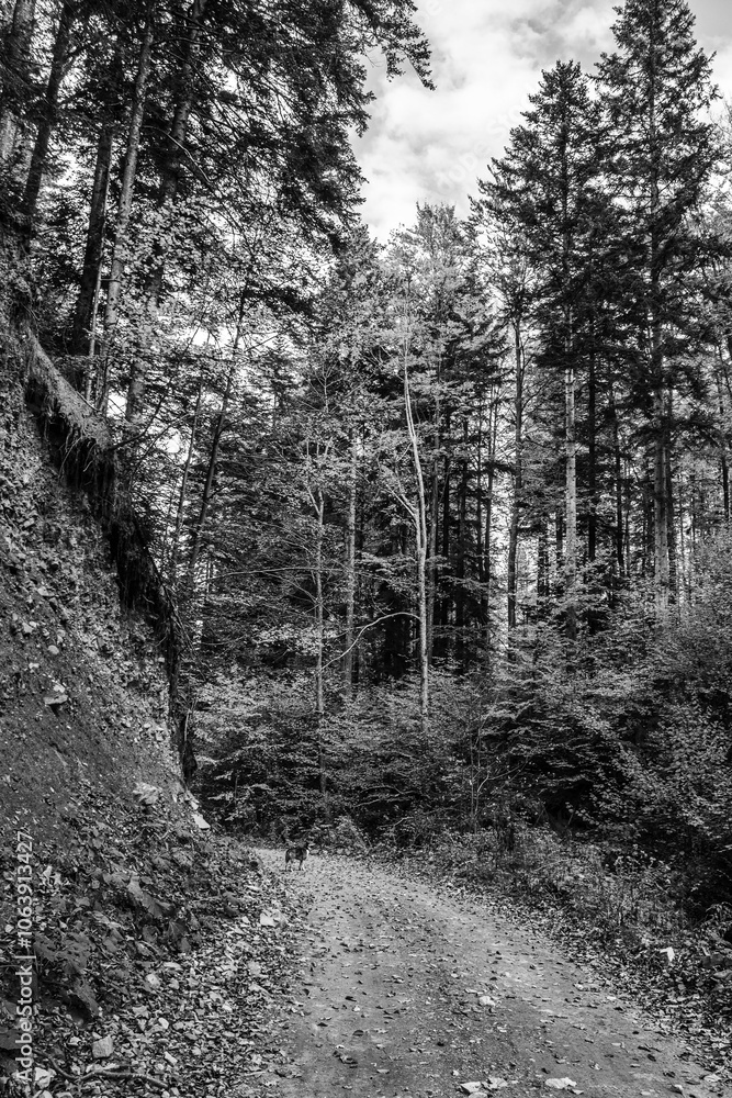 Naklejka premium Landscapes - Forest - Europe, Romania, Suceava region