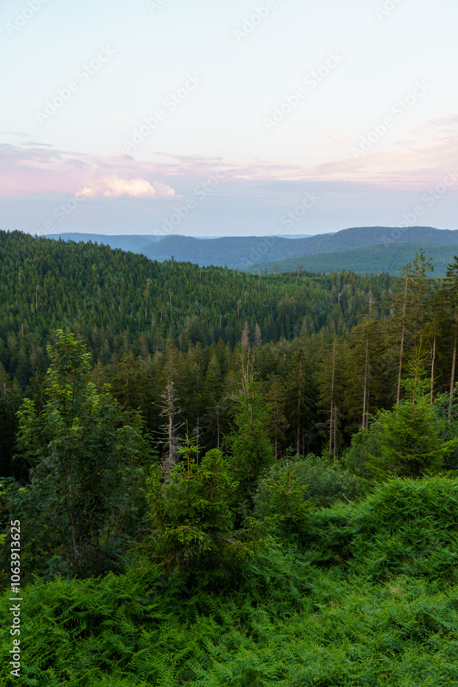 Fototapeta premium Schwarzwald bei schönem Wetter