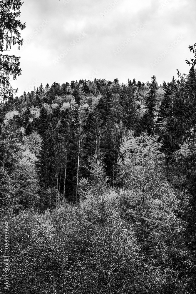 Landscapes - Forest - Europe, Romania, Suceava region Landscapes - Forest - Europe, Romania, Suceava region