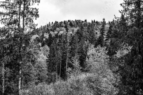 Landscapes - Forest - Europe, Romania, Suceava region