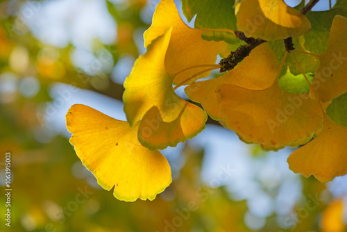 closeup on beautiful yellow leaf  of a Gingko tree in autumn in focus foregro...