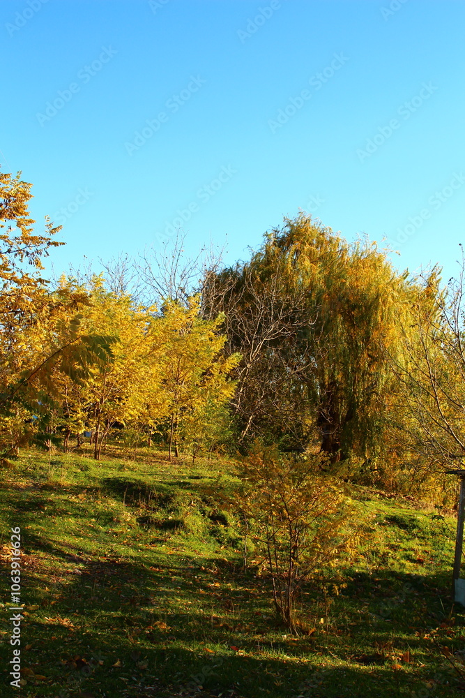 Naklejka premium A grassy field with trees