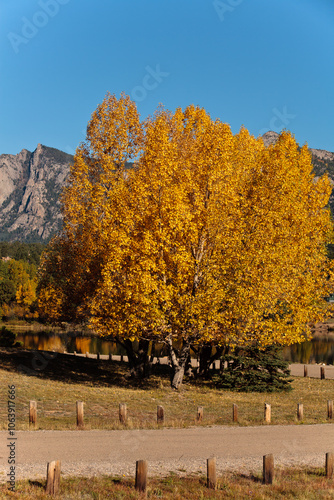 Cottonwood leaves changing along Lake Estes walkway i Estes Park, Colorado photo