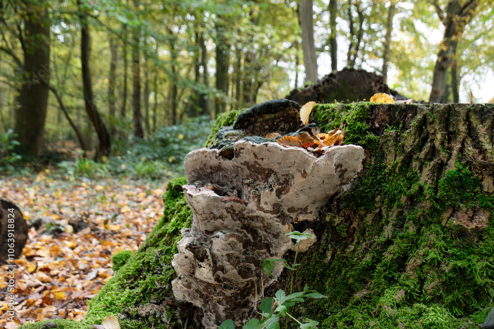 big polypore mushroom growing on a fallen tree big polypore mushroom growing on a fallen tree