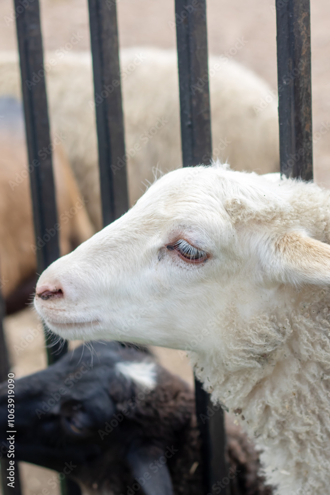 Naklejka premium A group of goats are standing behind a fence, gazing outside