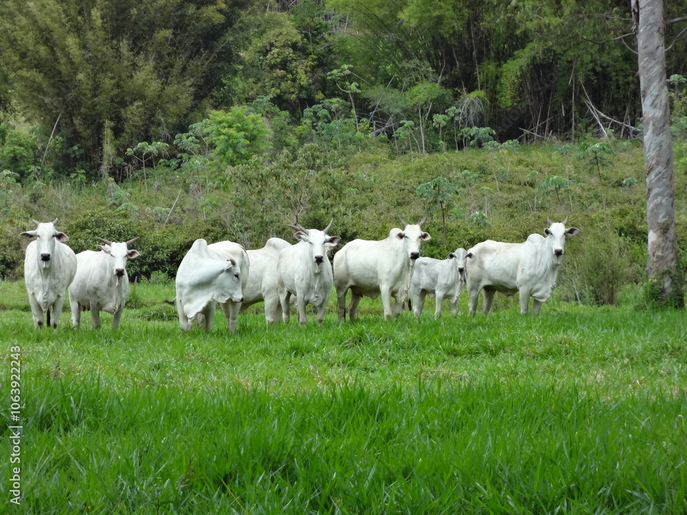 Fototapeta premium Vacas da raça nelore